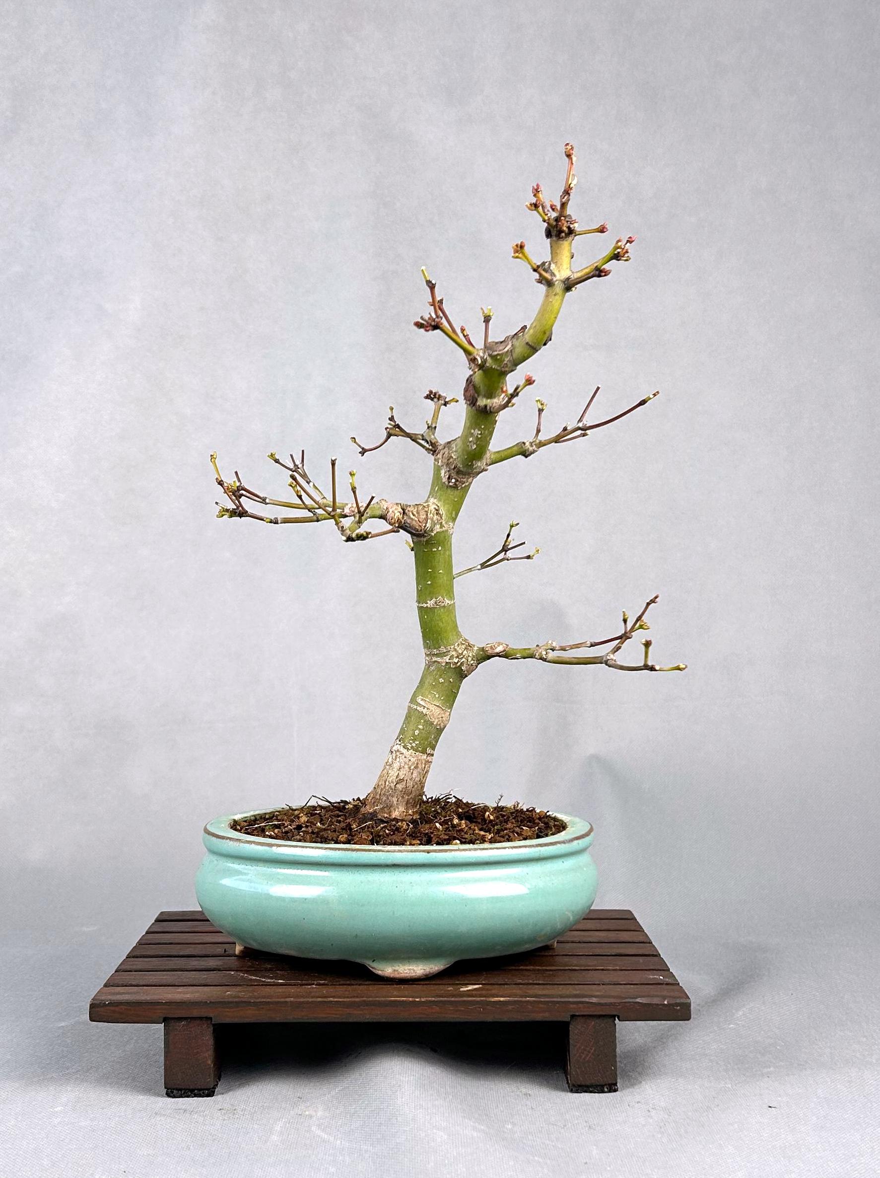 ACER PALMATUM ORANGE GREEN - Image 4